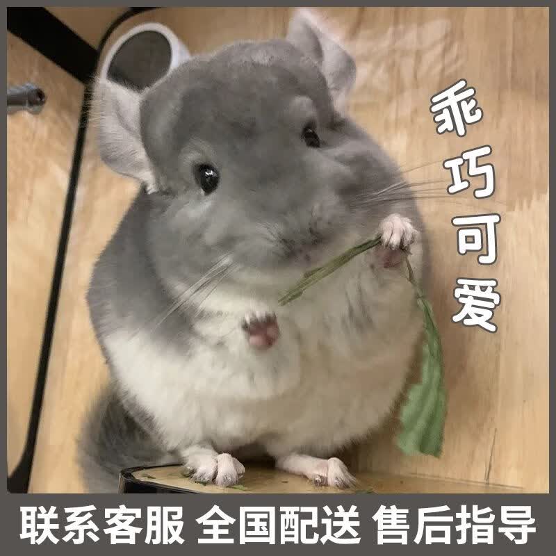宠物龙猫幼体家养龙猫小龙猫活物长毛龙猫标灰银斑米色紫灰粉白
