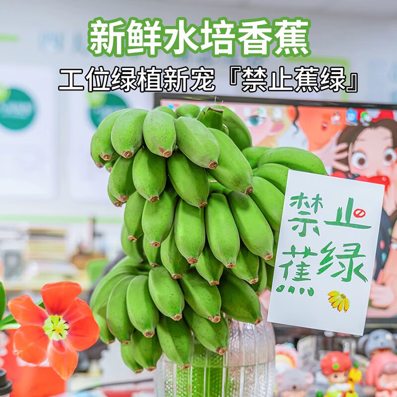 千果娘娘禁止蕉绿香蕉新鲜小米蕉食用观赏带杆拒绝焦虑焦绿水培苹果蕉带瓶 5斤 【30个以内】 带花瓶