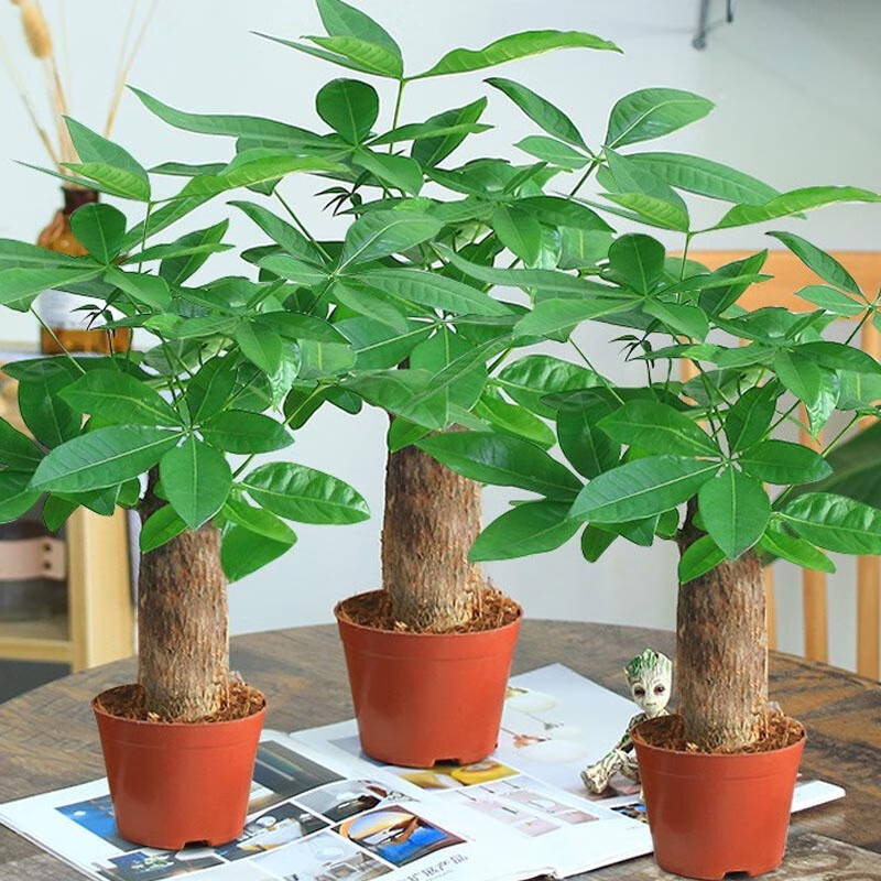 v)发财树盆栽植物室内花卉植物室内花绿植室内客厅招财树好养小盆栽 3