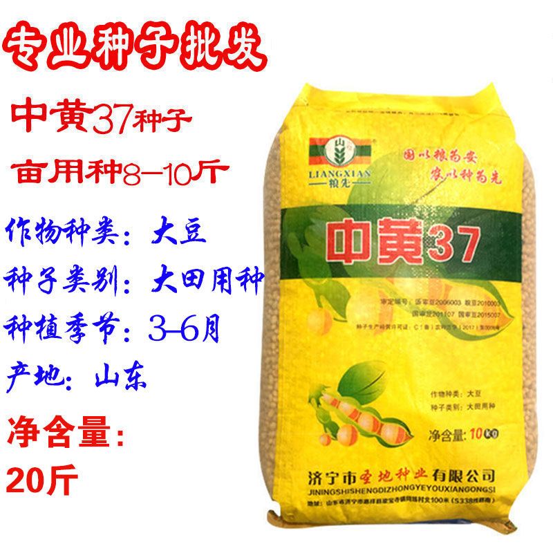 高产大豆种子中黄37黄豆农户大面积种植大豆种子黄豆种子大颗 中黄37