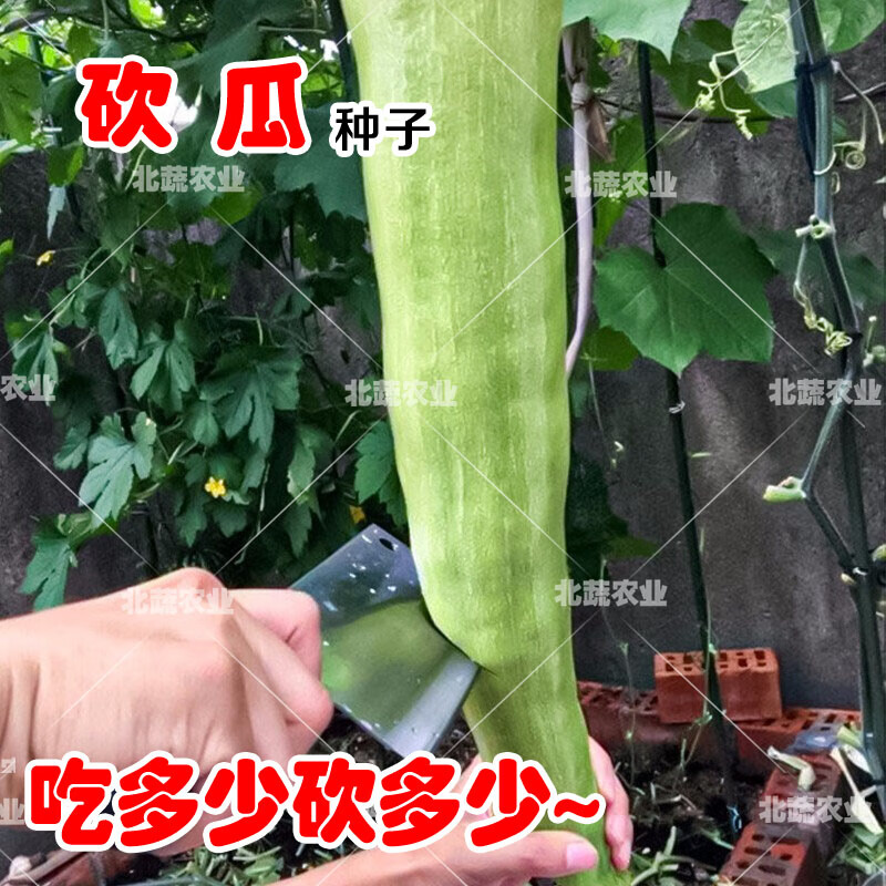 冠四季砍瓜种子巨型砍瓜种子种籽秧苗特大巨型四季爬藤藤蔓农家庭院