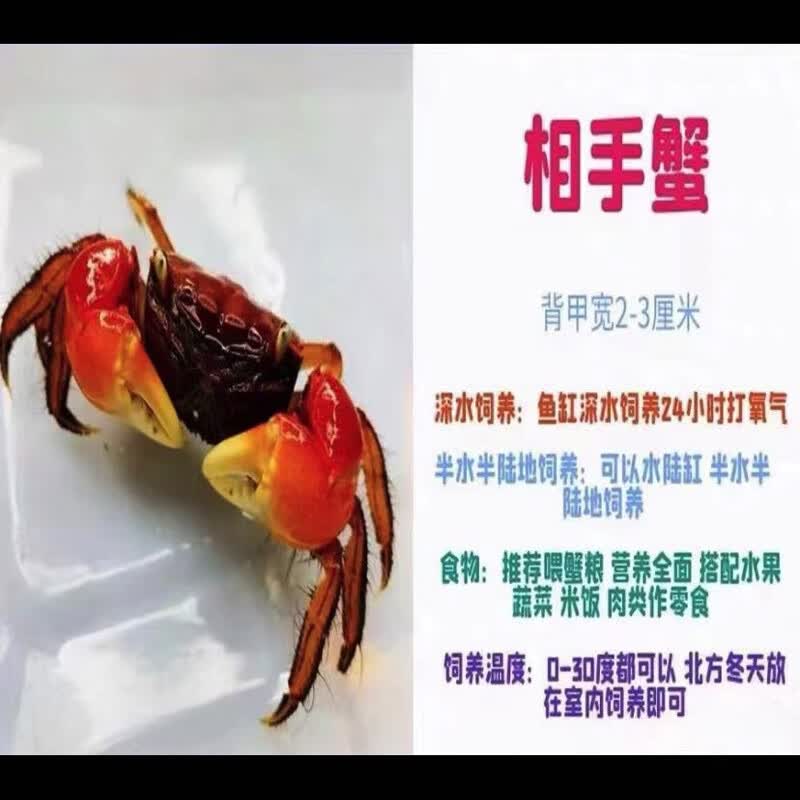 文枝迷你蟹辣椒蟹宠物观赏相守蟹淡水活体草缸可深水养殖小螃蟹除藻蟹 红鳌相守蟹4公4母送4只备损