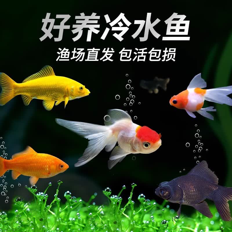 CRAZY PLANT草金鱼活体观赏鱼小型金鱼淡水冷水好养耐活锦鲤热带鱼 【5-7cm】精品金鱼5条+2条备损怎么看?