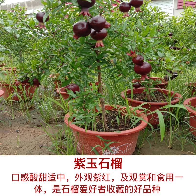 突尼斯石榴苗 无籽盆栽地栽软籽石榴树果树苗南北方种植 紫玉5年以上