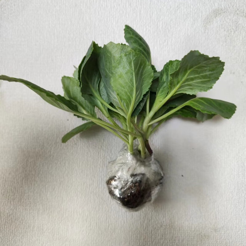 绿充充苤蓝苗鸡腿芥蓝苗冬季当季蔬菜幼苗种植耐寒菜苗 苤蓝苗5棵