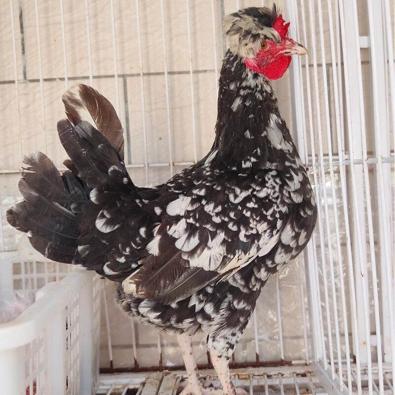 半斤贵妃鸡8只 公母备注