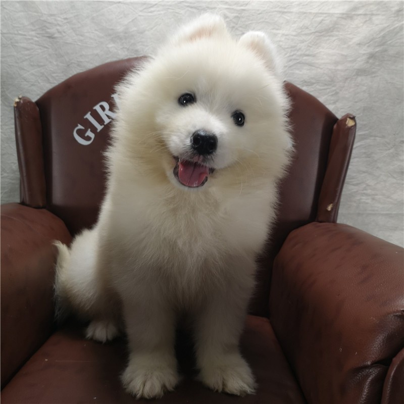 天使雪橇犬纯白色中型犬熊版萨摩耶犬雪橇犬温顺澳版萨摩耶宠物狗狗