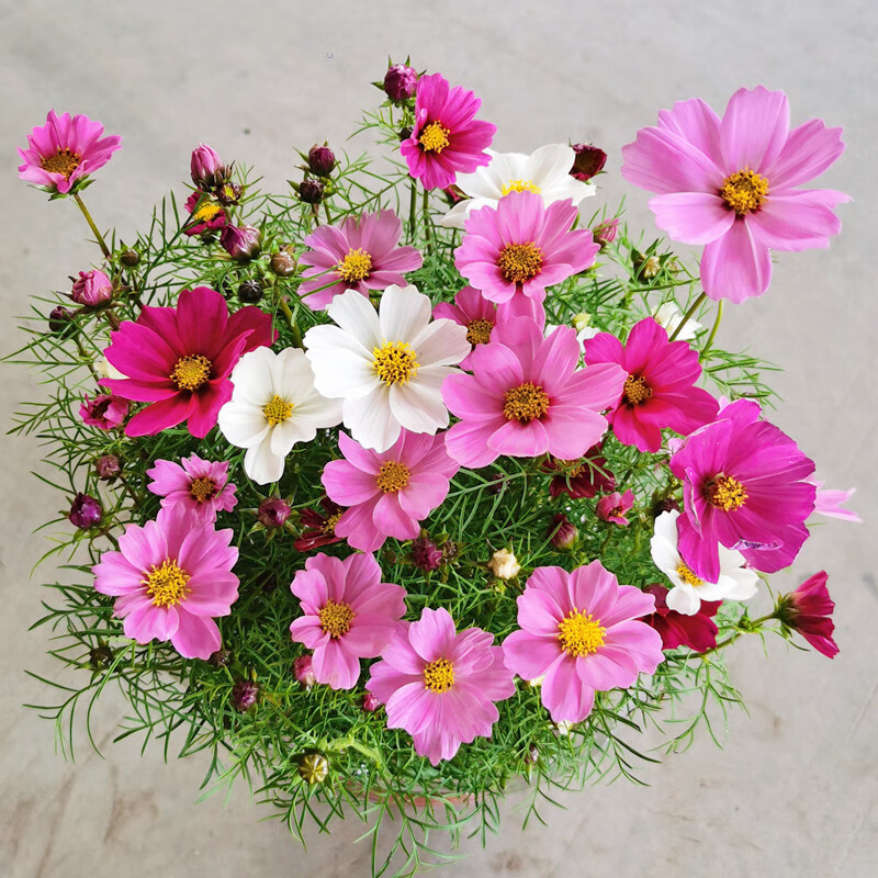 卓天(zhuotian)格桑花波斯菊盆栽花苗带花苞多色成品菊花植物庭院阳台