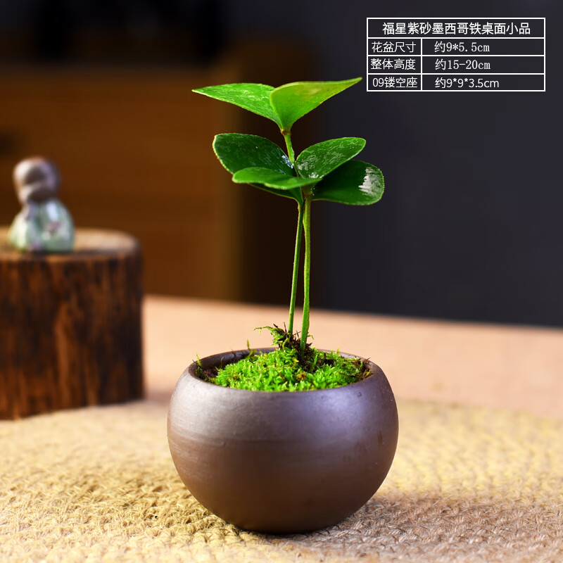 自然空間墨西哥鐵樹盆栽四葉草室內(nèi)辦公室桌面四季好養(yǎng)綠植中式禪意小盆景 福星紫砂墨西哥鐵桌面小品+09座
