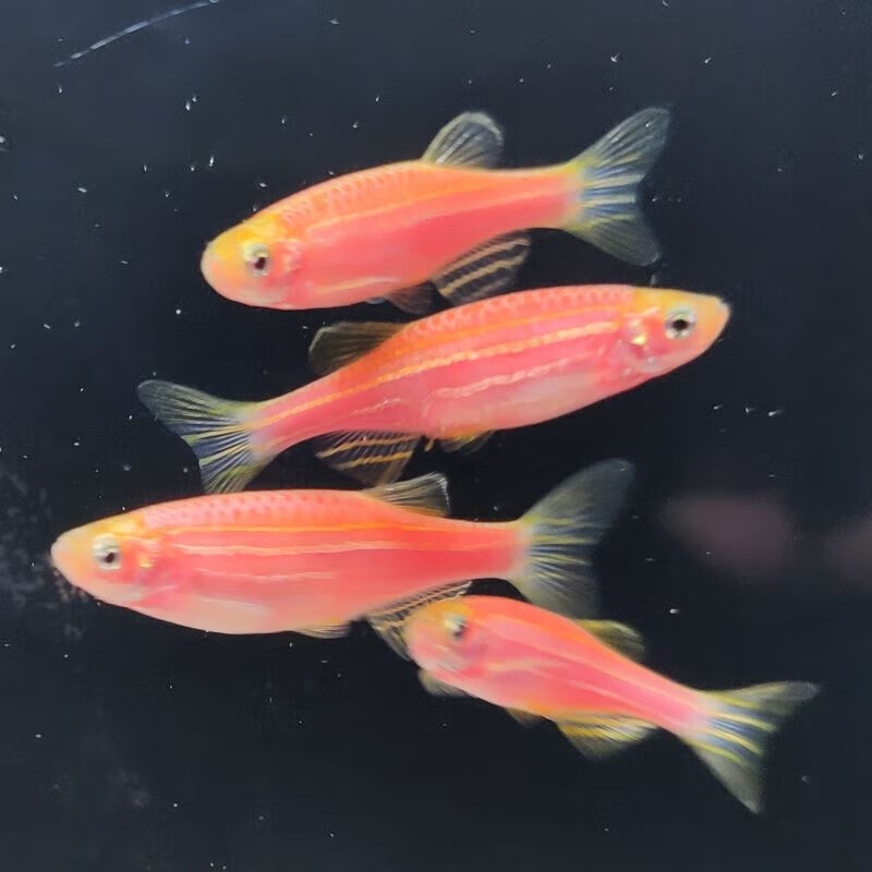 墨一热带小型鱼孔雀鱼活体红绿灯鱼淡水金鱼玛丽胎生鱼热带斑马观赏鱼