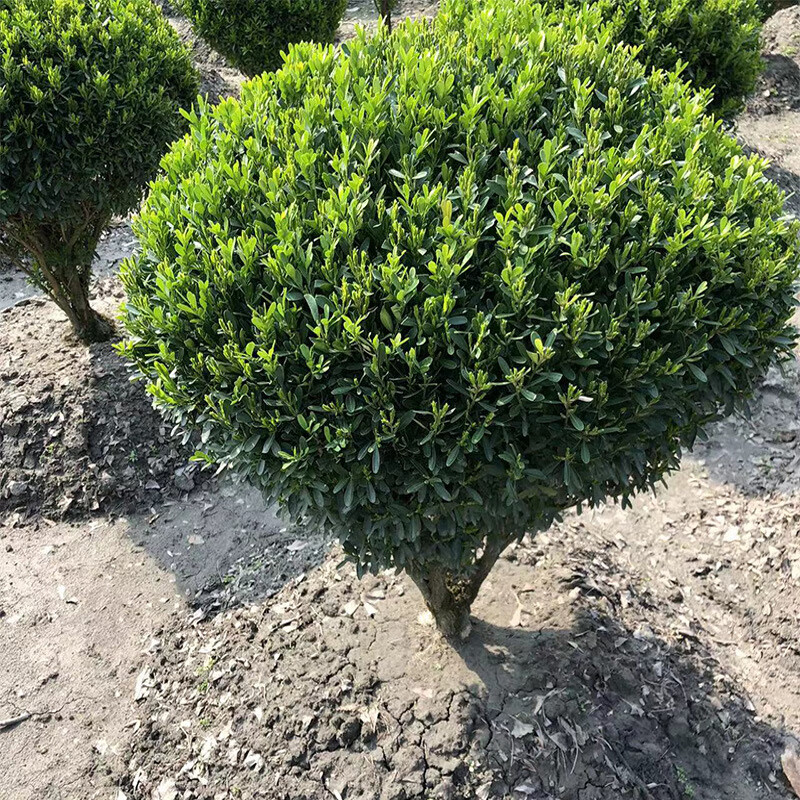 鼎曳雀舌黄杨球盆景小苗绿化灌木球小叶皱皮雀舌黄杨盆景老桩造型耐寒