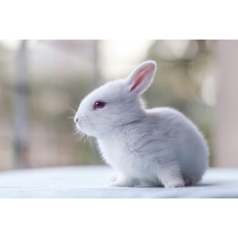 明画官方店兔子海报可爱小兔子小白兔小灰兔房间装饰挂画挂图相框kt板