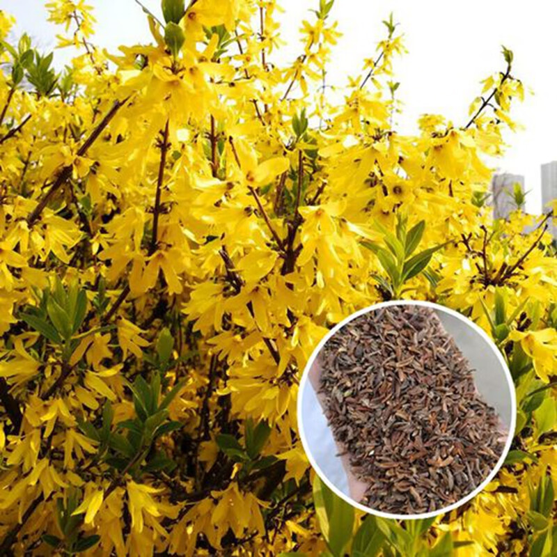 誉满园(yumanyuan)迎春花种子淡艳满枝金黄抗病虫耐旱耐寒中药籽连翘