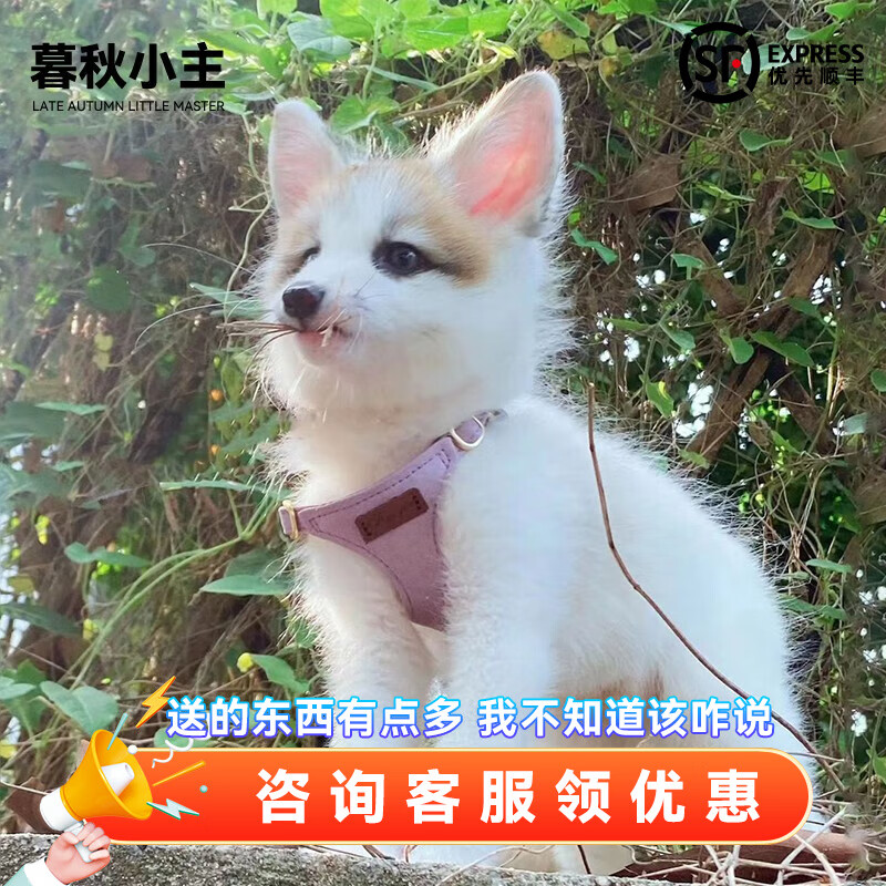 幼崽雪狐白狐白化熊猫狐冰岛狐宠物狐狸活物幼宠 金花熊猫狐(稀有)