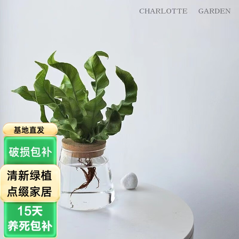 森岳 火焰鳥巢蕨 蕨類植物  室內(nèi)喜陰好養(yǎng)盆栽花卉 火焰鳥巢蕨+火山杯