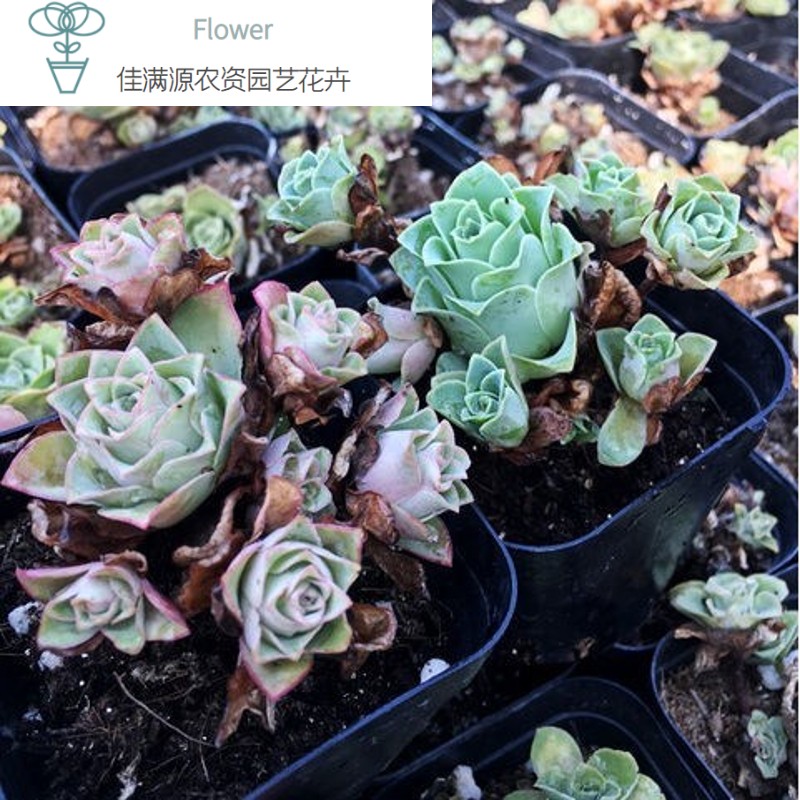 小情书多肉山地玫瑰粉玫瑰多肉植物肉肉花卉绿植盆栽防辐净化基地 带