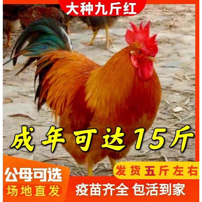 九斤红鸡苗红玉鸡活苗脱温小鸡苗九斤黄鸡活体红公鸡活体 半斤大左右5