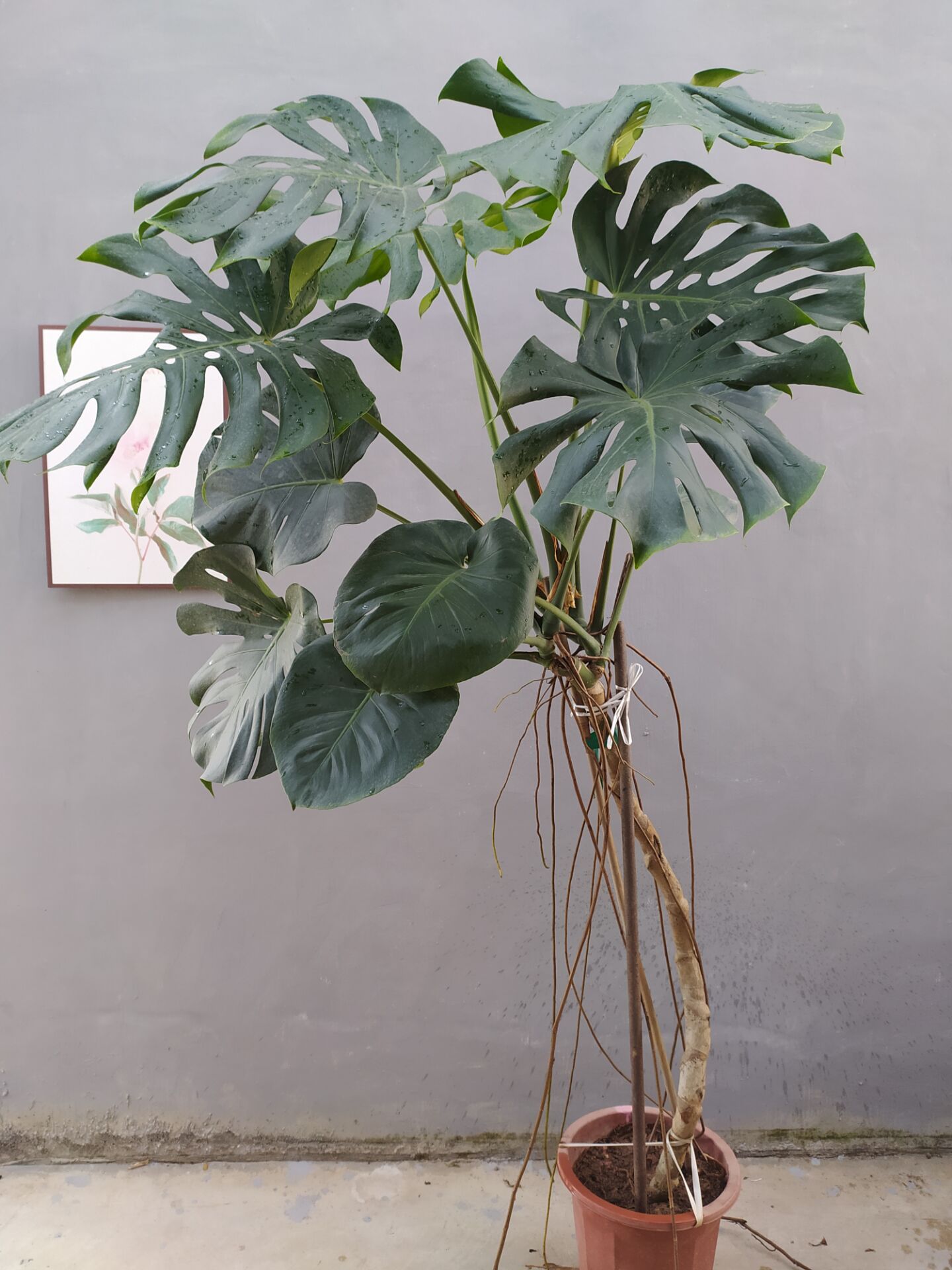 【一物一拍】龟背竹室内大叶盆栽老桩绿植好养耐荫植物s 一物一拍