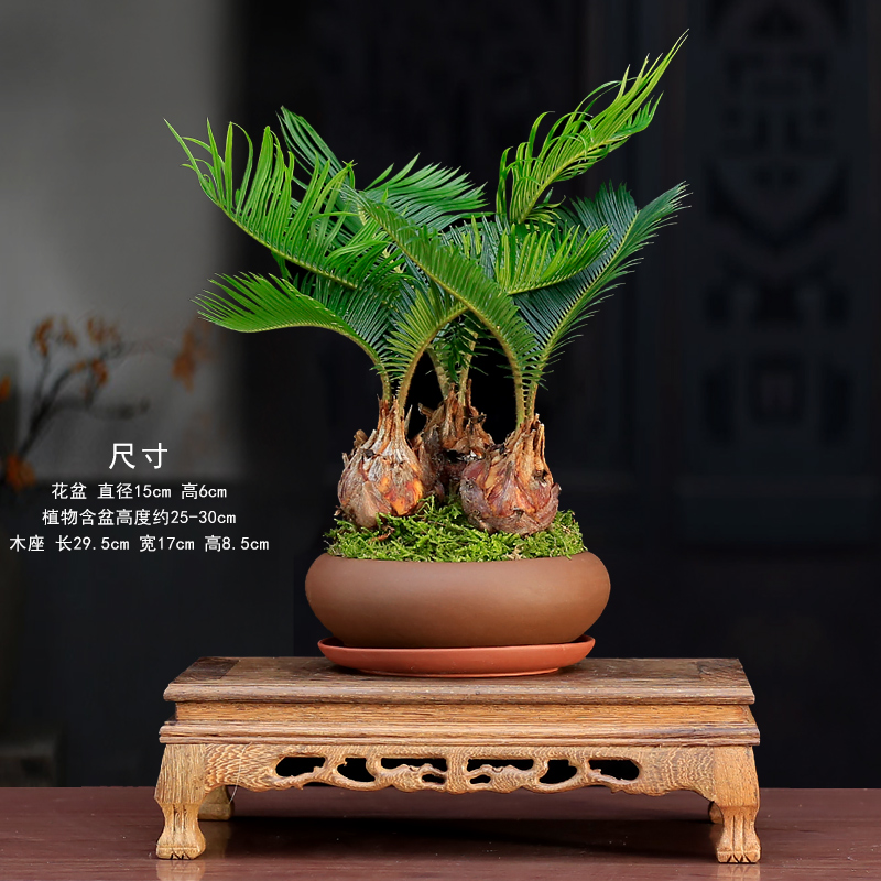 铁树盆栽植物室内多头苏铁盆景客厅办公室桌面绿植净化空气好养常青