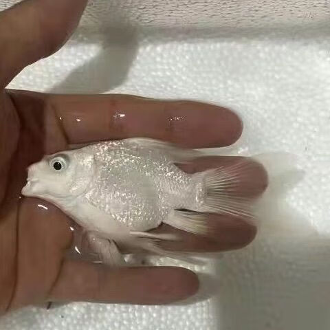 鲤短身纯血景鲤贵妃高背大尾高背狮子头苗 【狮子球】6到8厘米蝴蝶鲤