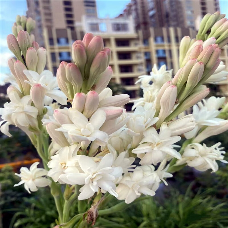 花球根夜来香浓香型多年生切花庭院阳台盆栽花卉 重瓣白晚香玉小球3个