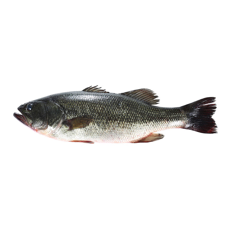 鲜京采 鲜活河鲈鱼1条 400-500g/条 （宰杀失重约15%-30%）