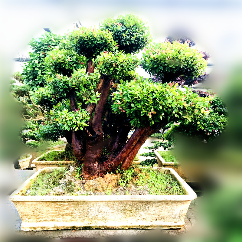 小叶赤楠盆景植物多杆造型庭院别墅阳台摆放黑松 乳白色 带盆栽好