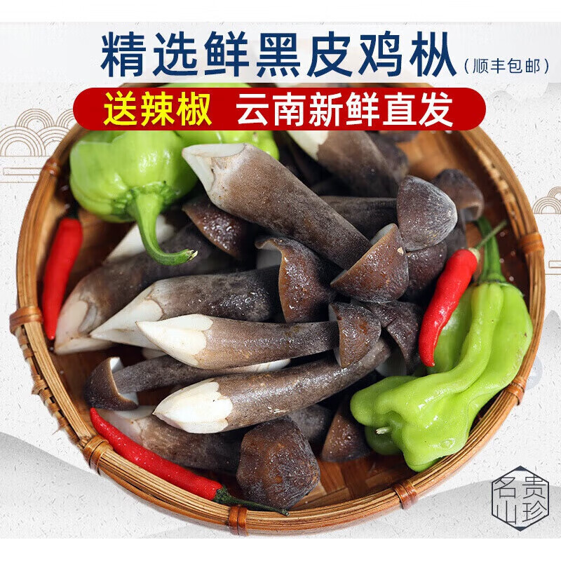禾澹云南鸡枞菌特产黑皮鸡纵菌新鲜黑鸡众菌半野生鸡种菌蘑菇菌菇500