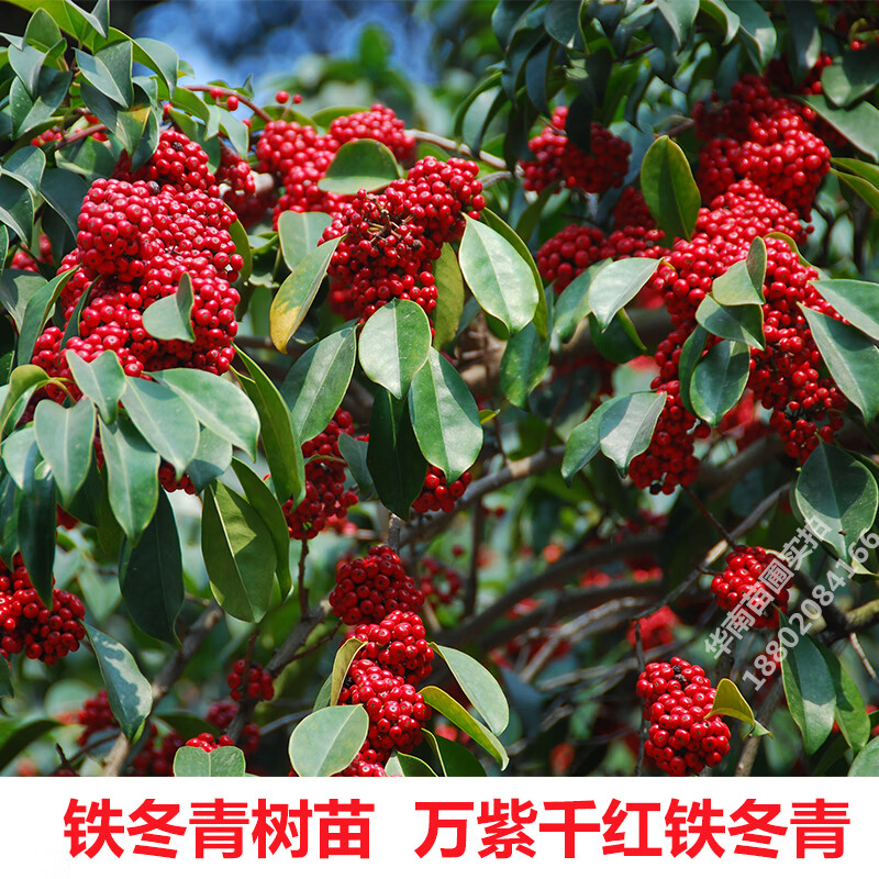 南啵丸铁冬青树苗红果白银木万紫千红树苗盆栽常绿行道庭院绿化观赏树