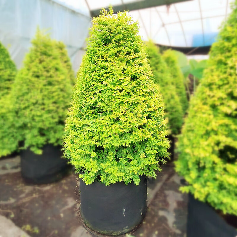 欧悟小叶女贞造型亮晶球形柠檬之光别墅造型树植物棒棒糖庭院绿化树苗