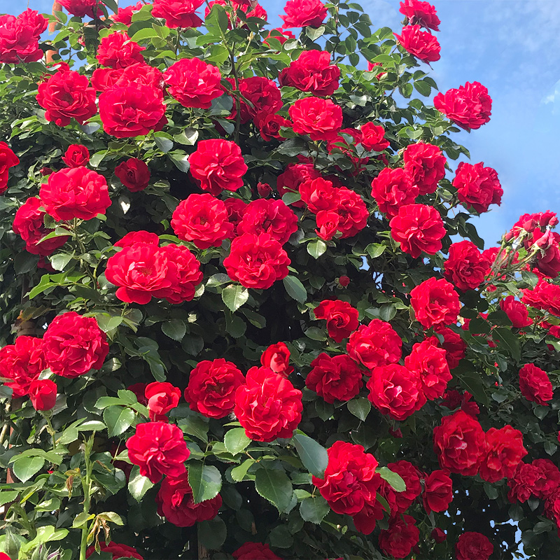 藤本月季大花浓香四季开花蔷薇花苗爬藤攀援植物庭院阳台 【3颗】鲁硕
