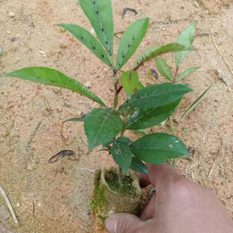 花姿妖广西正宗两面针药材树苗山椒入地金牛下山虎双面刺扦插原土袋苗