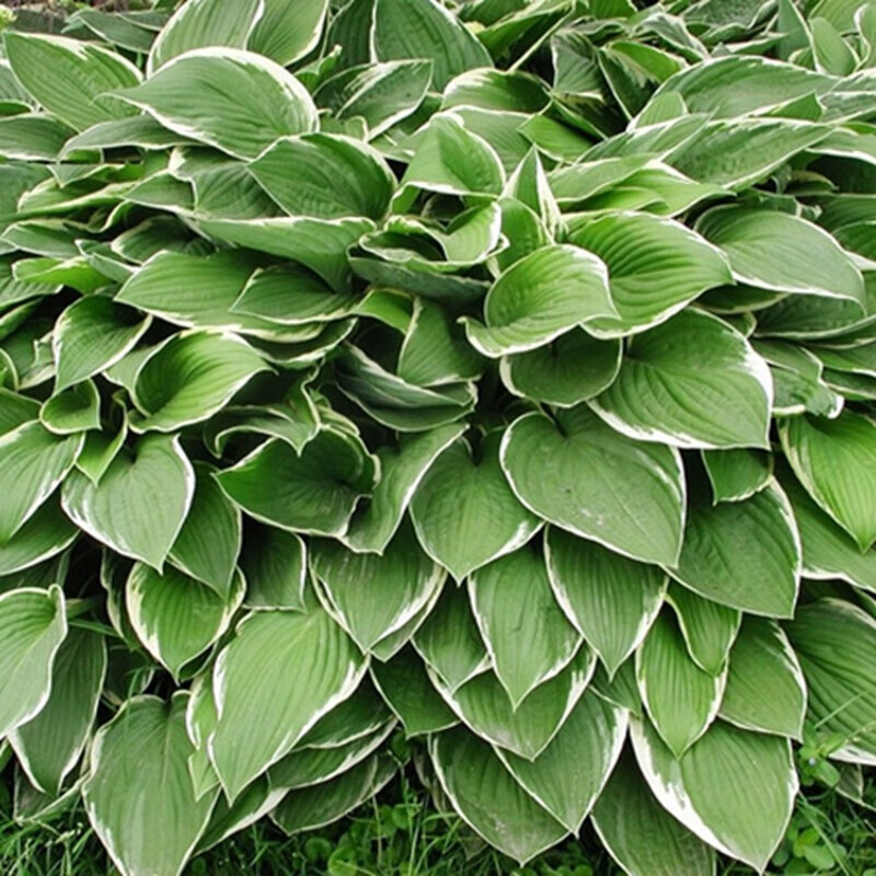 春草碧金叶玉簪苗花叶玉簪青叶玉簪盆栽花苗绿植庭院植物四季青阳台