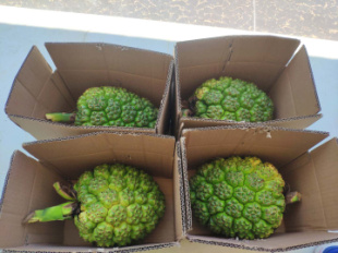 滴血莲花 海南滴血莲花原籽鲜果菩提子野菠萝手串原料山菠萝露兜树子