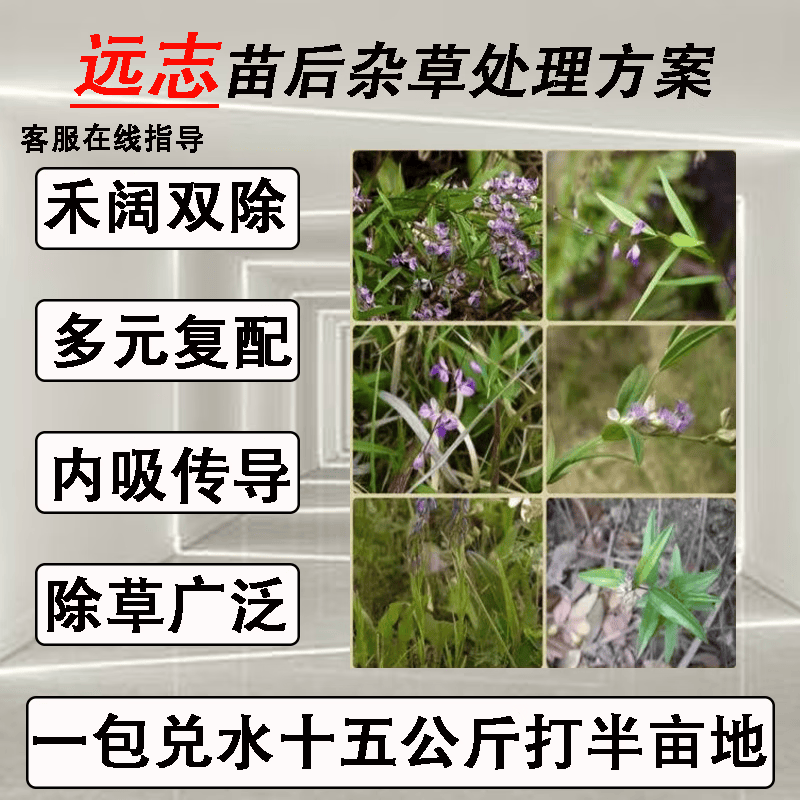 叶露旺·耕远志除草剂远志苗后专用除草剂禾阔双除 一包
