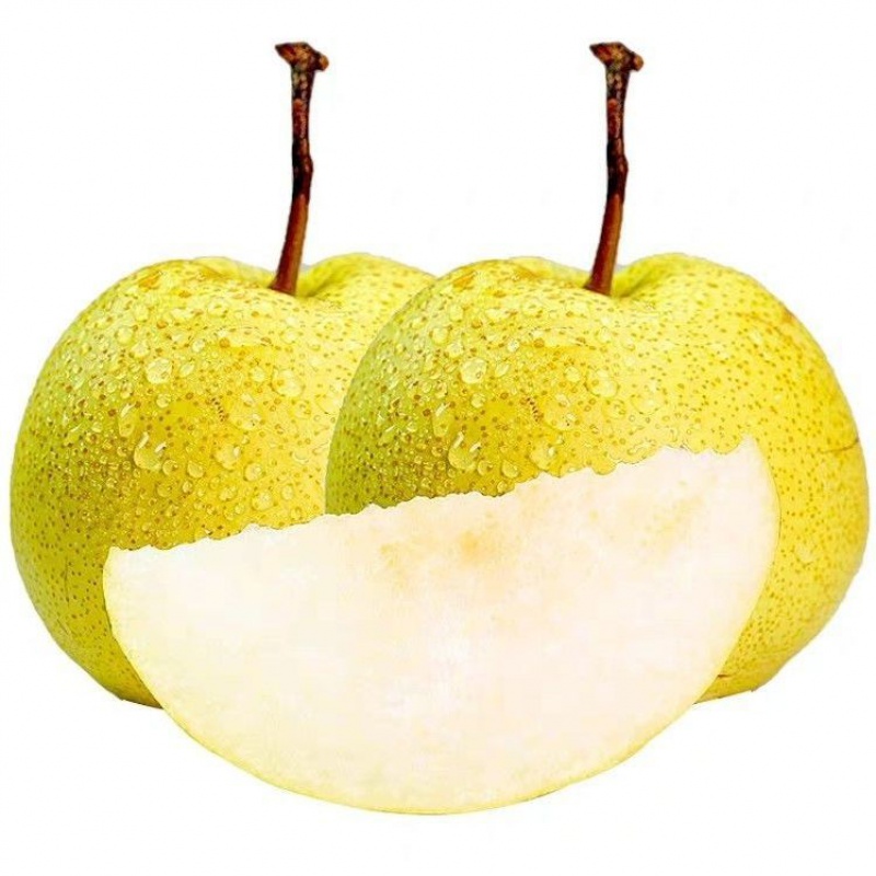 【现货现发】砀山酥梨3/5/10斤百年梨树新鲜水果现摘梨子 3斤试吃体验装