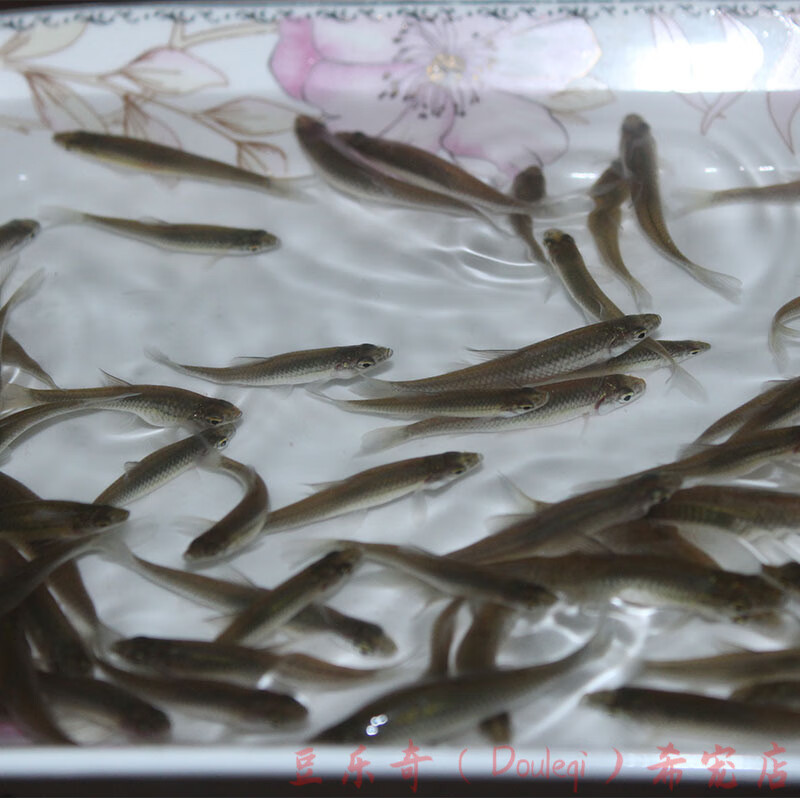 活体鱼麦穗鱼鹦鹉龙鱼鲜活饲料鱼鳄龟乌龟小鱼苗观赏鱼养殖鱼 麦穗鱼2