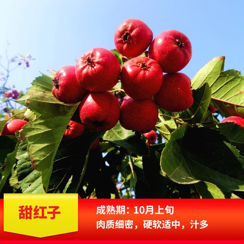 山楂树苗大五棱山甜红子金星南方北方种植庭院盆栽地栽嫁接果树苗 甜