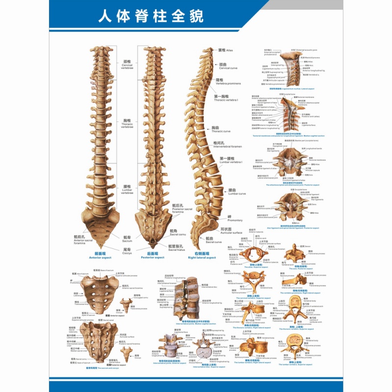 医院科室挂图 人体脊柱全貌图脊椎结构图构造图理疗中英文医学医院