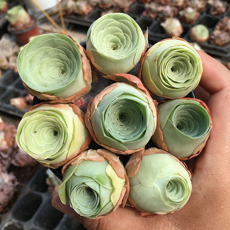 玫瑰老桩组合粉黄金鸡蛋翡翠球系列群生花篮小玉多肉 8个盖瑞米尔玫瑰