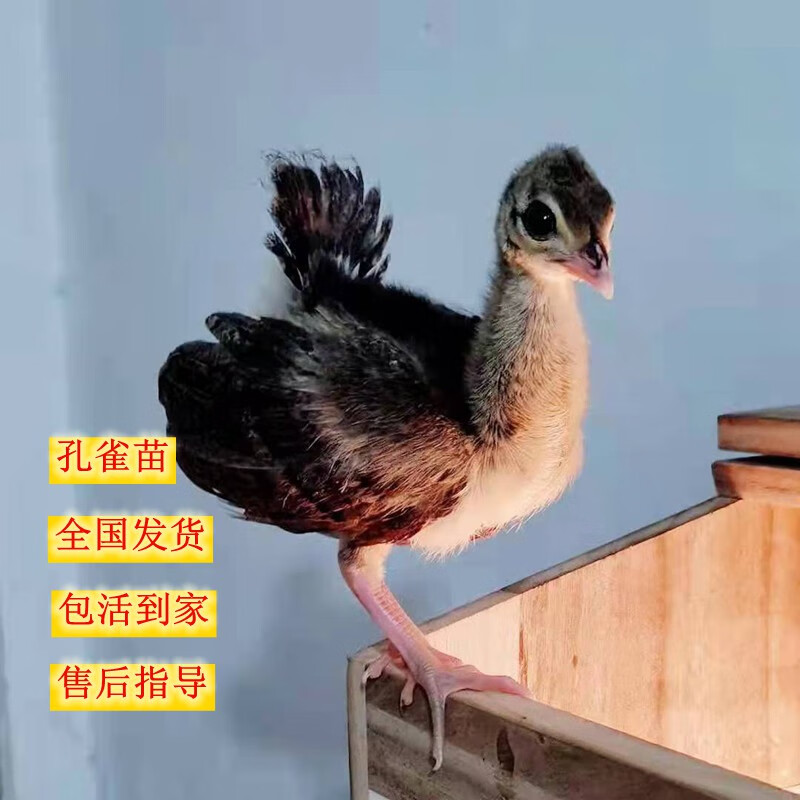 景区观赏孔雀苗活物幼崽母孔雀开屏活宠养殖批发幼体活禽活体活宠 一