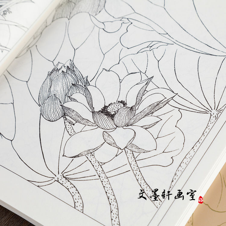 百荷画谱 中国画线描工笔画底稿白描花卉荷花图集