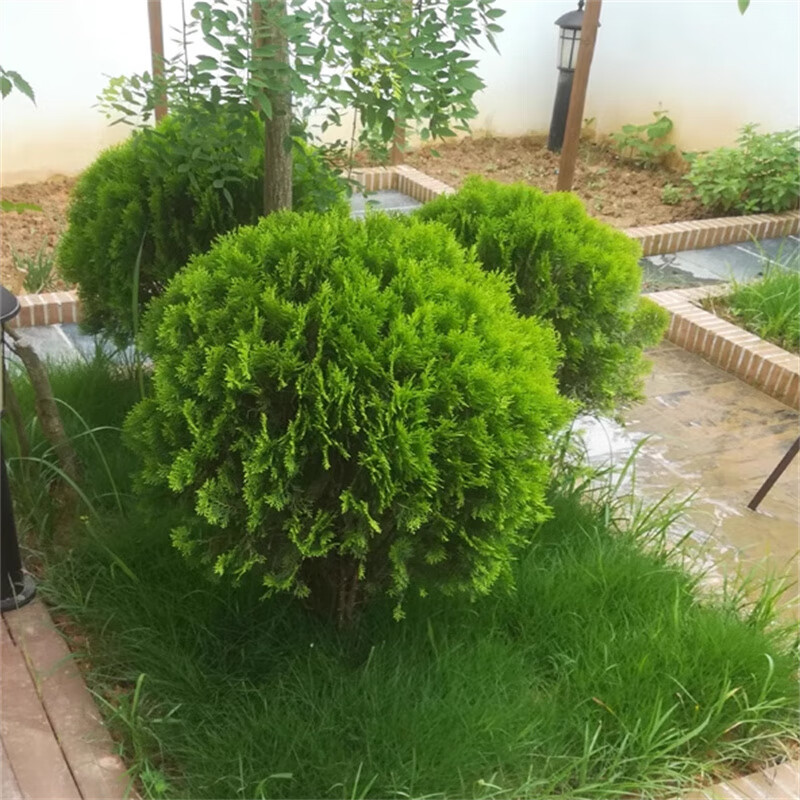 慕尔森洒金柏球苗木耐寒造型庭院松树柏树苗四季常青灌木绿化苗 洒金