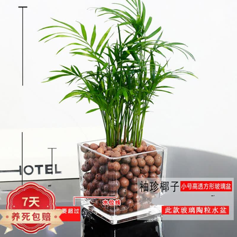 购优汇盆栽水培植物室内植物绿植 小号高透方形玻璃盆袖珍椰子 含盆