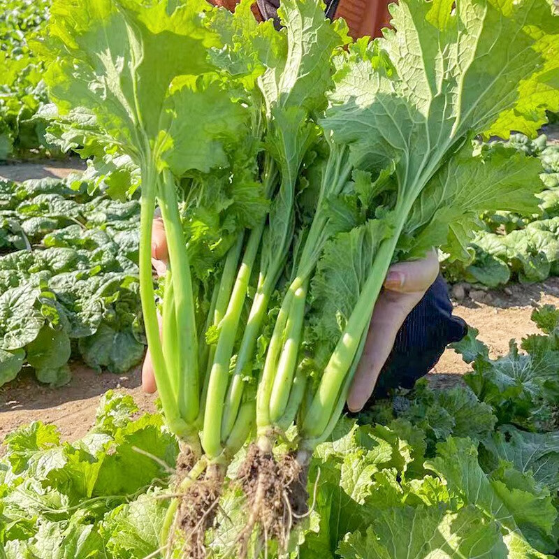 种菜记 香叶菜种子美味香芥菜种籽特色小青菜四川春秋冬季农家蔬菜孑