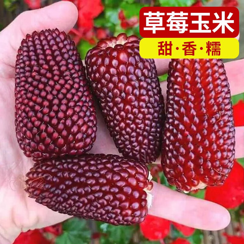 草莓玉米10克原装(约100粒)