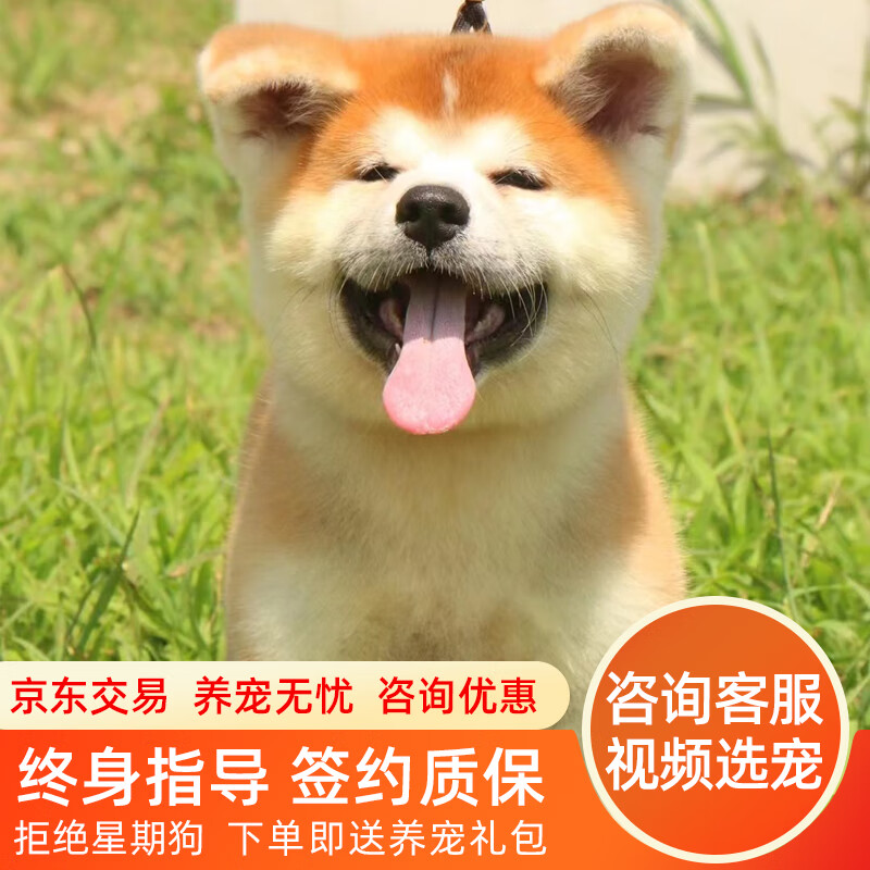 拾爱秋田犬活体幼犬日系秋田犬笑脸秋田活体宠物高智商秋田幼犬狗狗