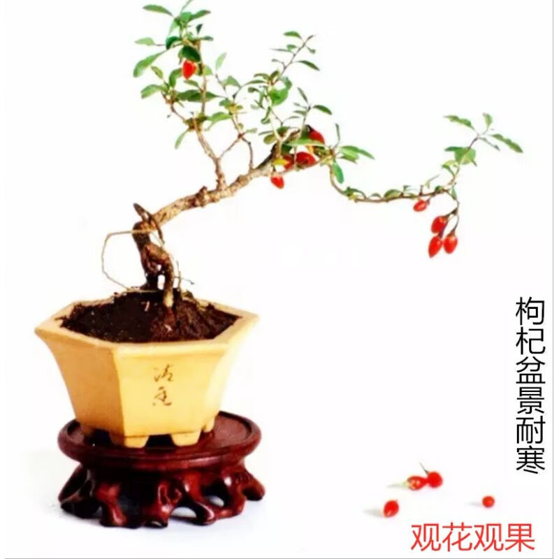 枸杞盆景耐寒枸杞树桩紫花红果当年开花结果阳台易养微型盆盆栽