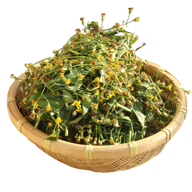 广西野生中草药千里光500g新鲜九里明现采九里明泡脚黄花母九龙光