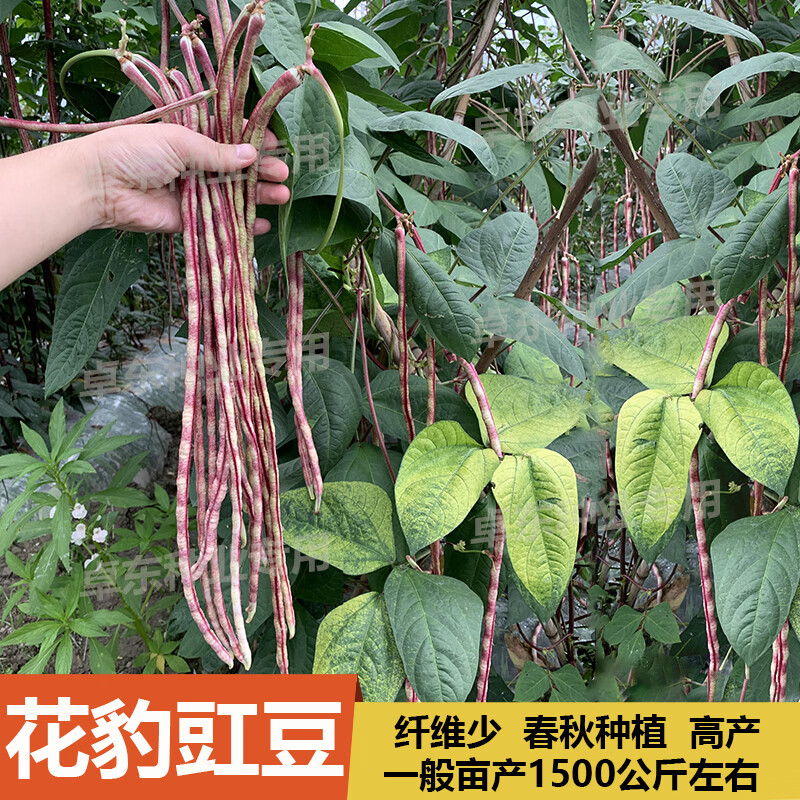 豹紋豇豆種子彩豆角特長(zhǎng)豆纖維少老品種缸豆春夏秋四季蔬菜種子籽 彩虹豇豆一包30克